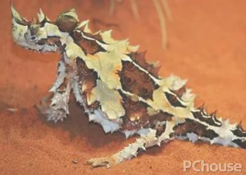 澳洲刺角蜥的产地_百科_生活
