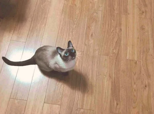 用滴露拖地板对猫有影响吗