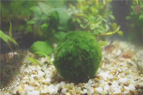 绿藻球在鱼缸的作用有哪些
