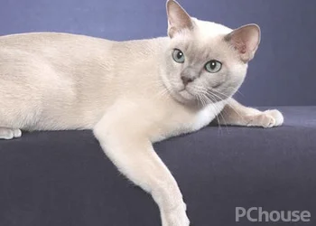 缅甸猫生活习性_百科_生活