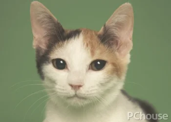 日本短尾猫多少钱一只_百科_生活