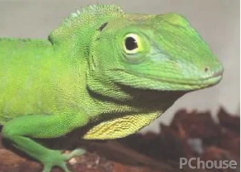 牙买加变色蜥的饲养方法_百科_生活