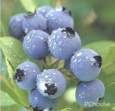 蓝莓的营养价值_百科_装修