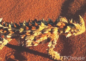 澳洲刺角蜥的饲养方法_百科_生活