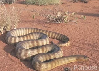 澳洲金刚蛇的产地_百科_生活
