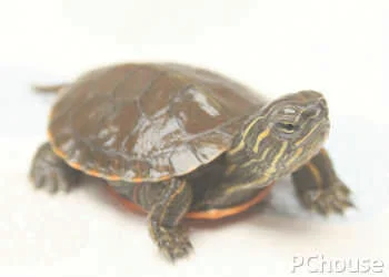 巴西斑彩龟饲养方法_百科_生活