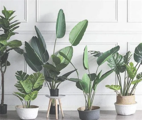 什么植物可以净化室内空气