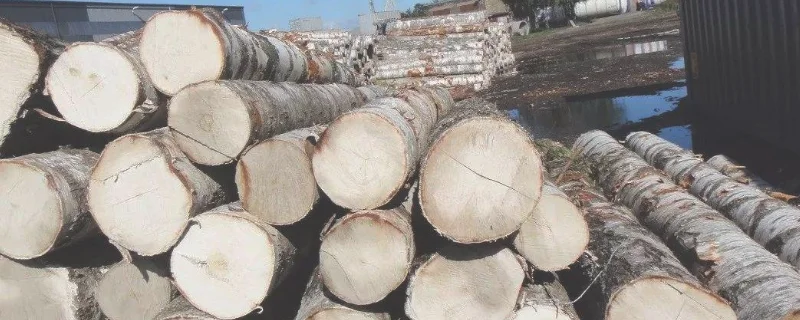 桦木是什么木材