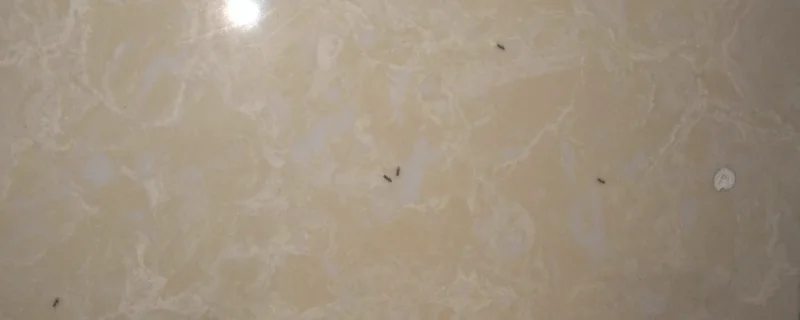 为什么家里墙缝一直出蚂蚁