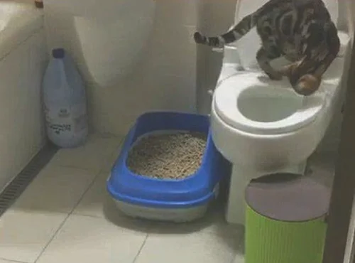 马桶被猫砂堵了怎么办
