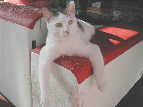 租房猫猫抓坏沙发怎么算
