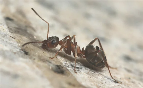 为什么瓷砖缝会生蚂蚁