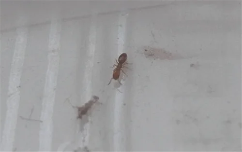 蚂蚁在房内乱跑怎么办